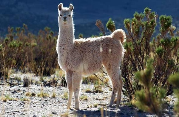 Llama, fauna típica de Purmamarca